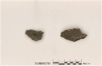 藏品(蒼白肉疣衣)的圖片